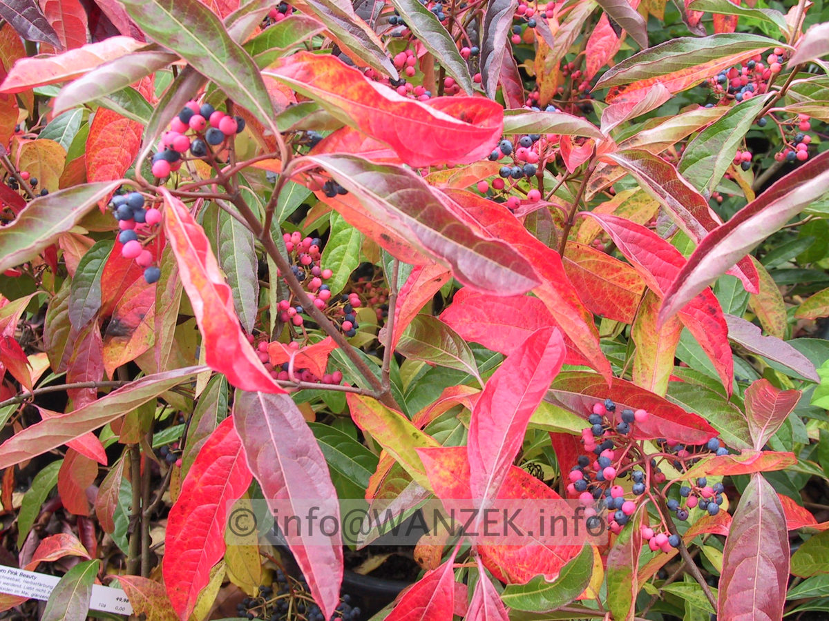 Viburnum nudum Pink Beauty 08.JPG